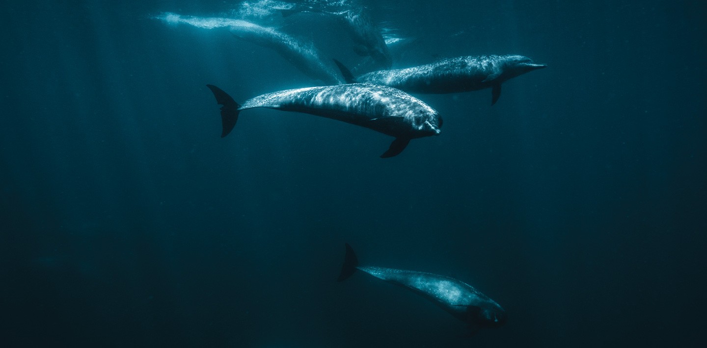 A pod of dolphins swim in the waters surrounding the Islas Secas resort, one of the many marine life species guests at the Islas Secas resort have the opportunity to see | Islas Secas