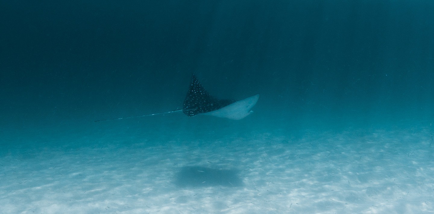 A stingray swims in the azure waters of Isla Secas, visible during one of the large range of diving activities | Islas Secas