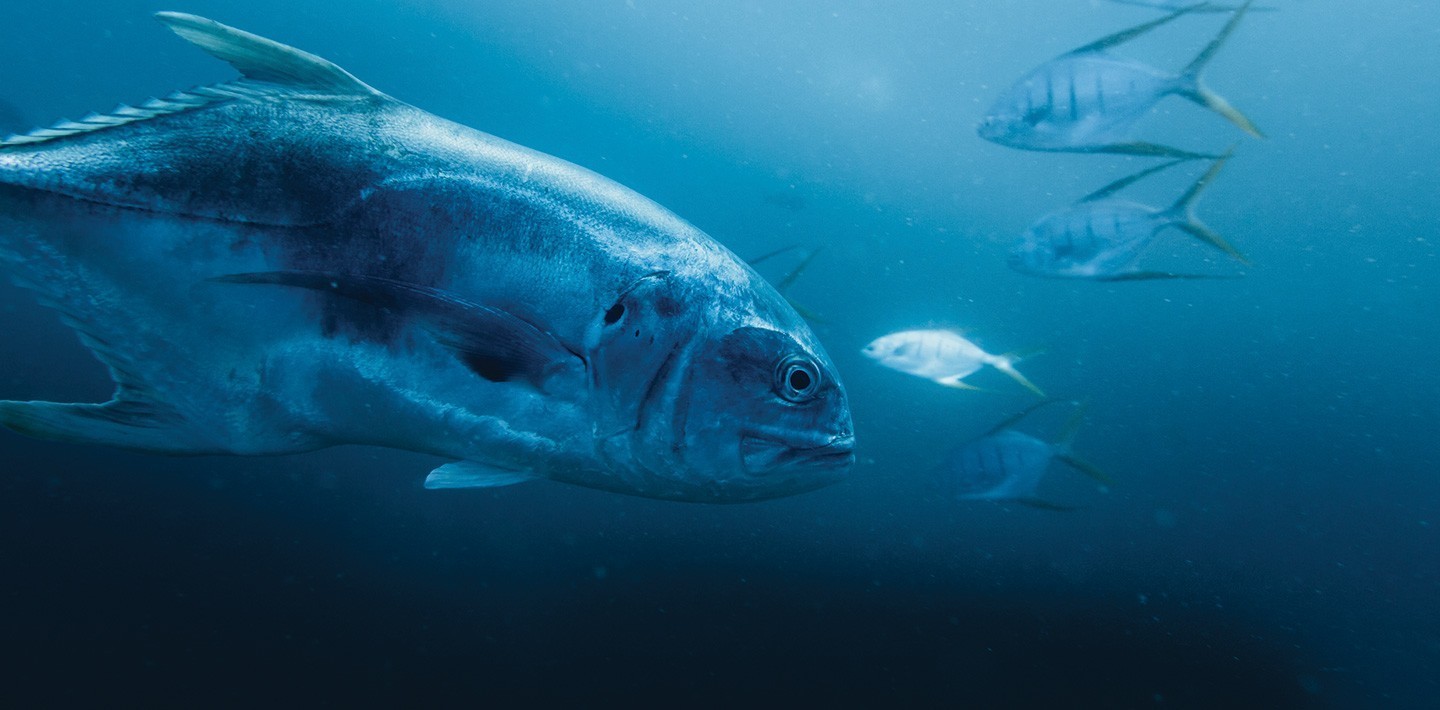 A tuna fish, one of the many abundant species of fish at the Islas Secas resort | Islas Secas