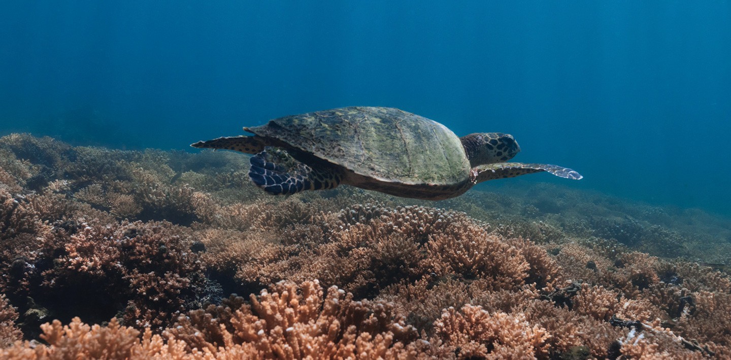 A large sea turtle swims in the ocean waters of Islas Secas, visiible during one of the diving excursions offered to guests | Islas Secas