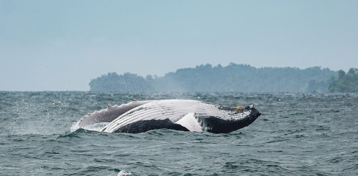 Humpback whales like this one can be seen in abundance during peak season at Islas Secas resort | Islas Secas