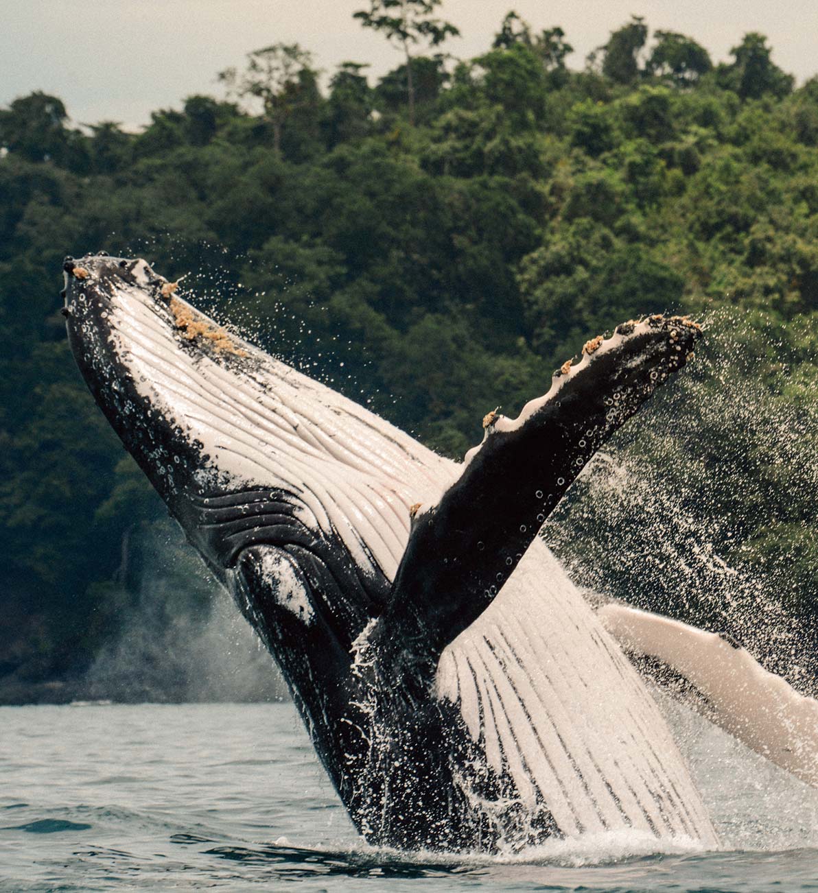 Breaching humpback whales like this one at Islas Secas gives guests unparalleled opportunity to see whales in their natural environment | Islas Secas