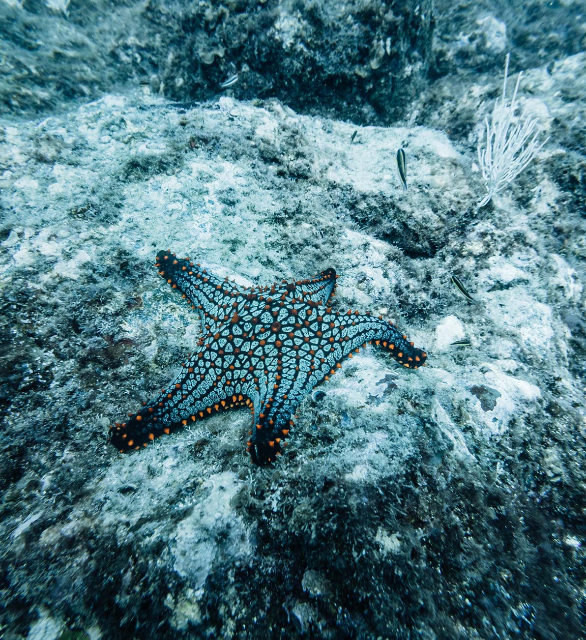 A colourful starfish sits on the ocean bed at Islas Secas resort, which guests can see during marine safaris offered at the resort | Islas Secas