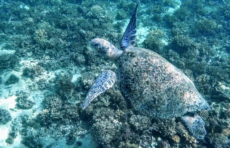 A sea turtle swims in the waters surrounding Coiba national park, a UNESCO protected island just one hour from Islas Secas resort| Islas Secas