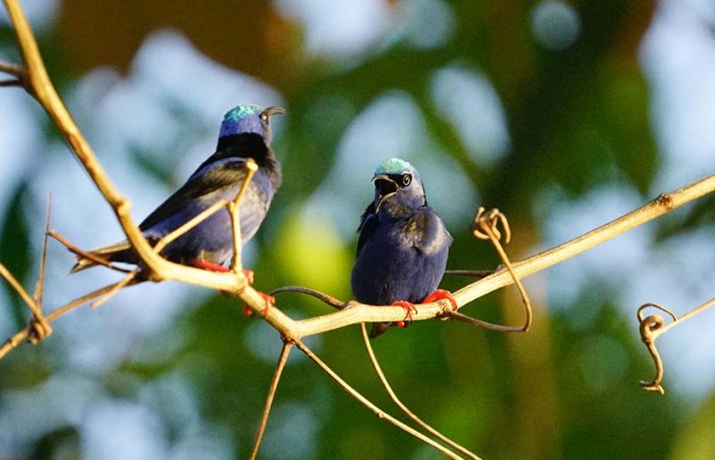 Preguntas y Respuestas con nuestro Director de Conservación, Beny Wilson