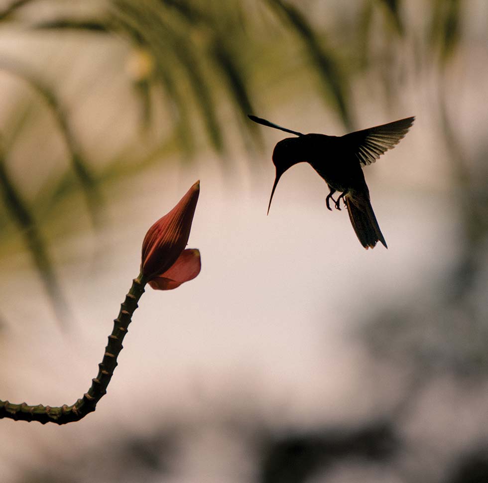 A hummingbird inspects a flower at Islas Secas, a resort with a large array of bird species under conservation protection | Islas Secas