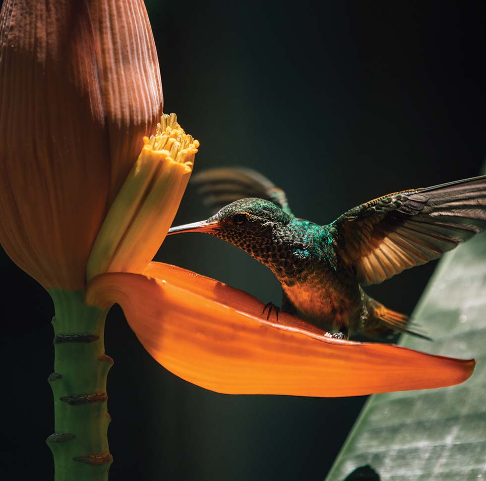 A hummingbird drinks nectar from a flower at Islas Secas one of the many protected species at the resort | Islas Secas
