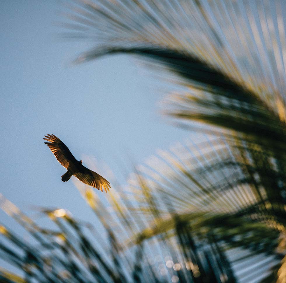 One of the many birds flies high above the treetops at Islas Secas, a resort that is a bird watchers paradise | Islas Secas