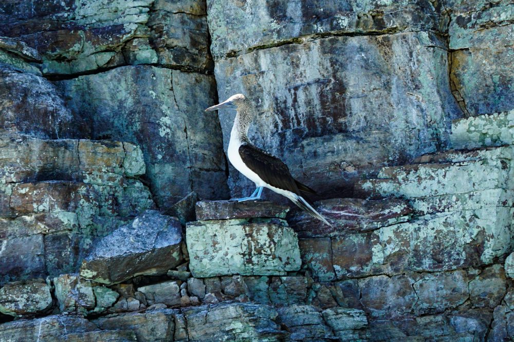 A blue footed booby perches on a rock, one of the magnificent animals guests can see at Islas Secas resort | Islas Secas
