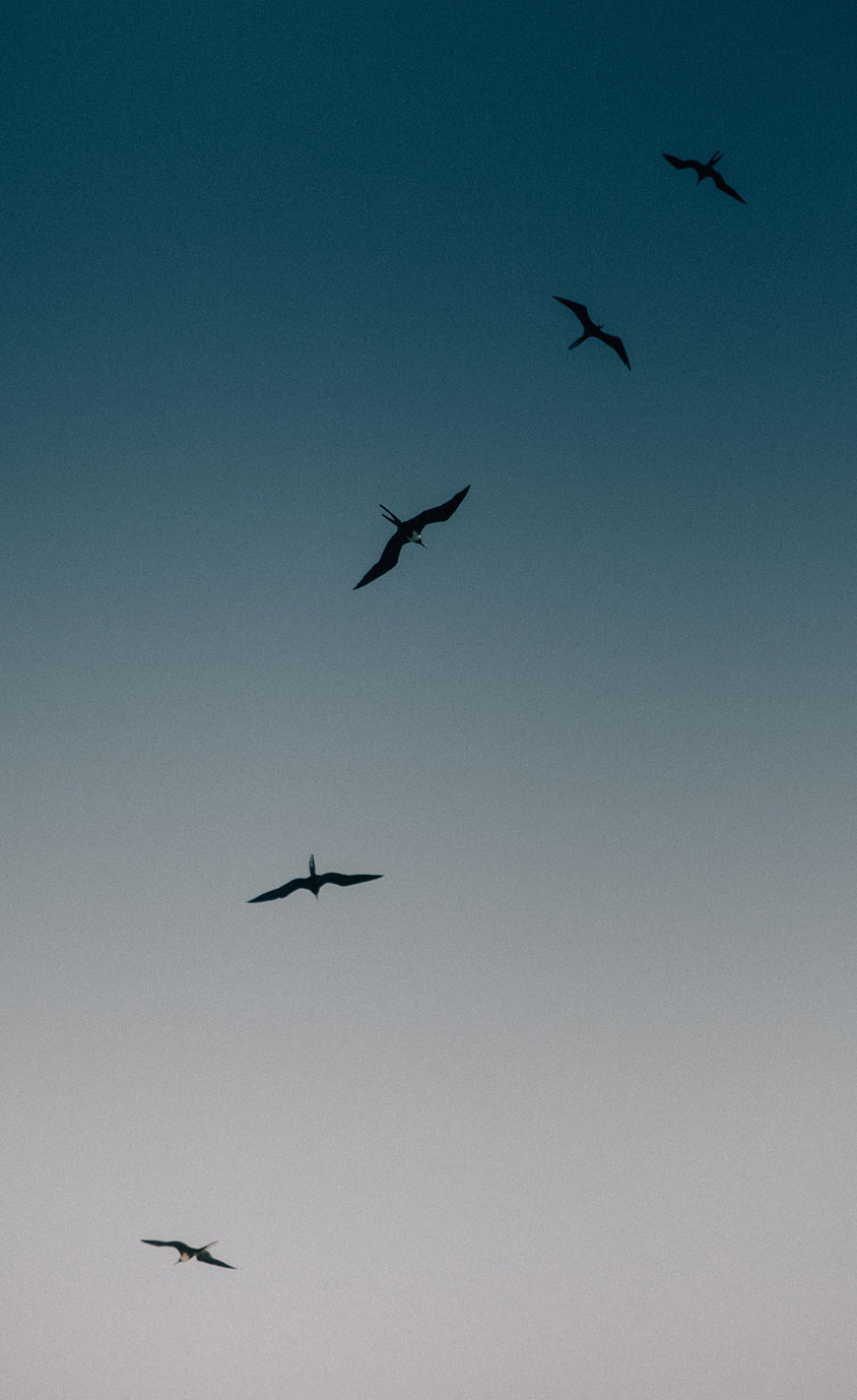 Birds flock the sky at Islas Secas resort, a bird watcher's paradise | Islas Secas
