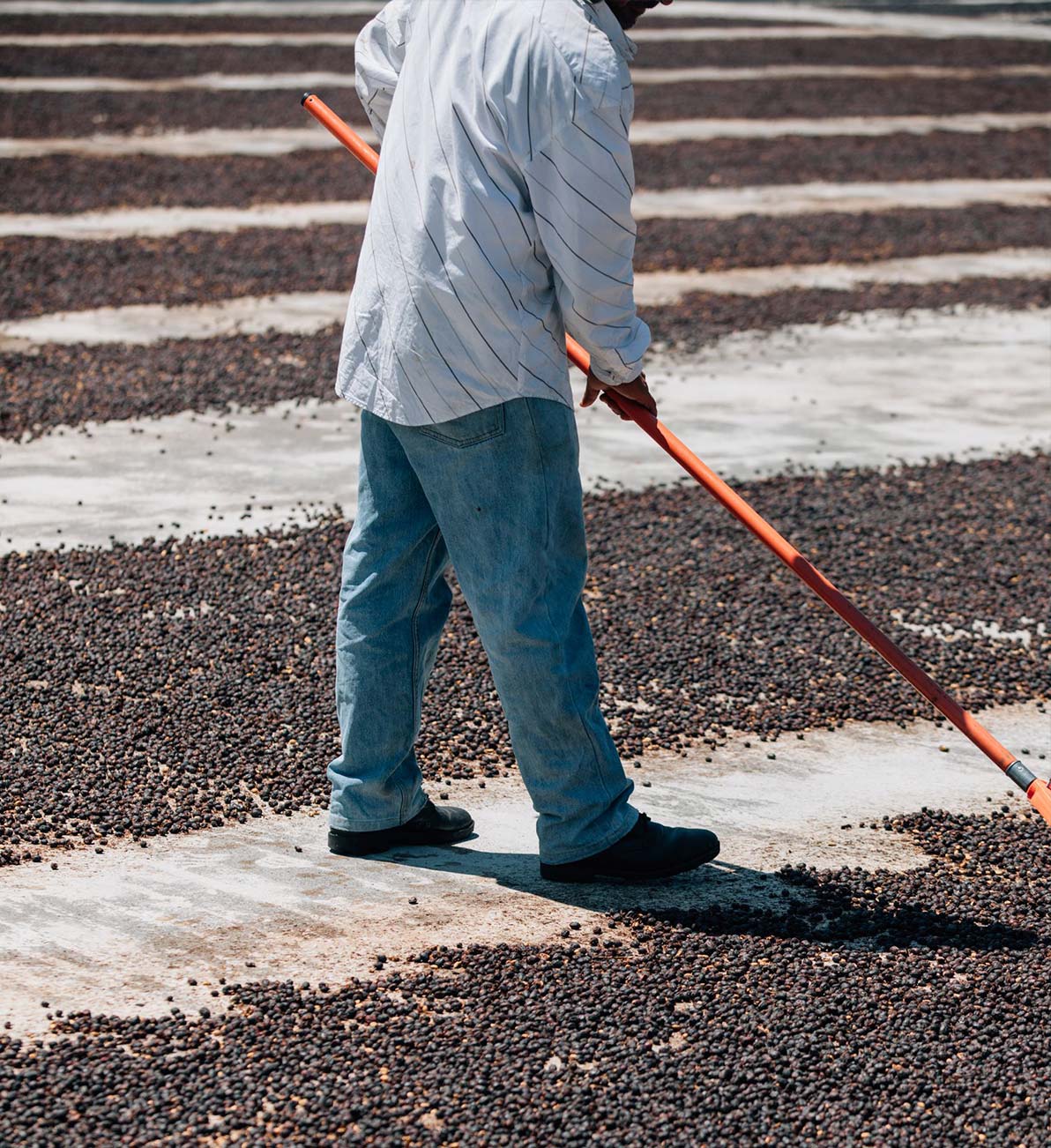 A man works to ensure coffee beans dry out evenly in the sun at Islas Secas resort, a glimpse into the ritual of coffee production | Islas Secas