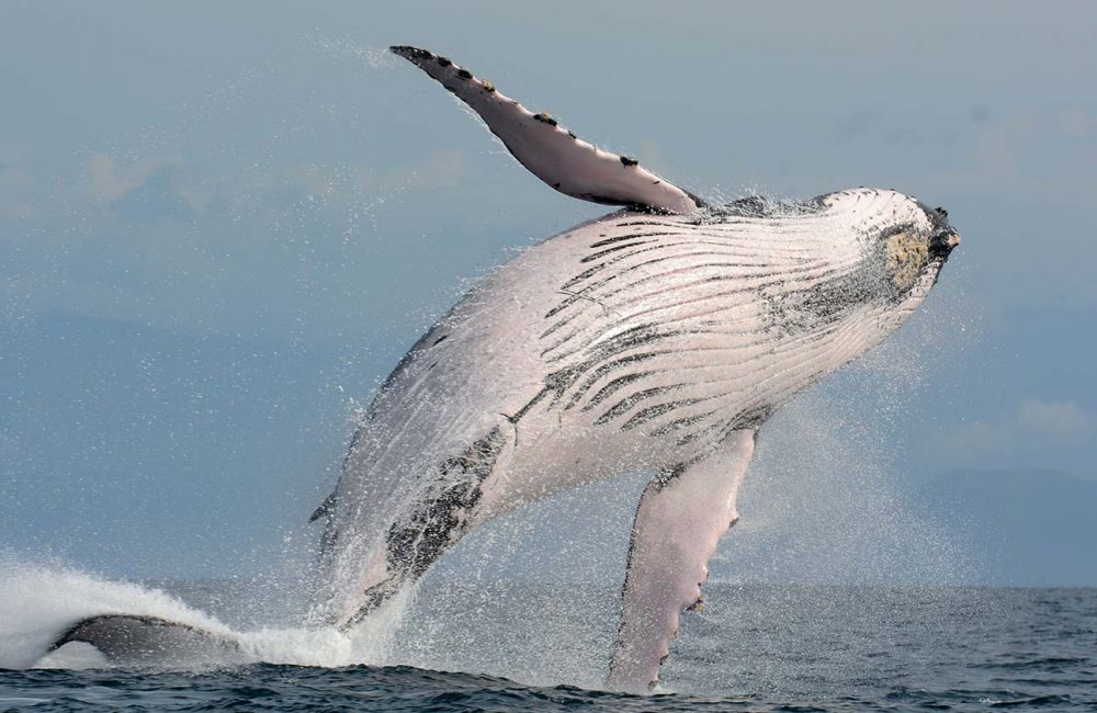 A humpback whale  out of the ocean 