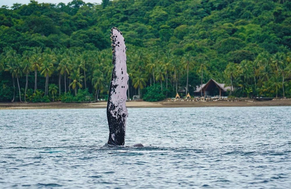 A humpback whale visible off the coast of the 