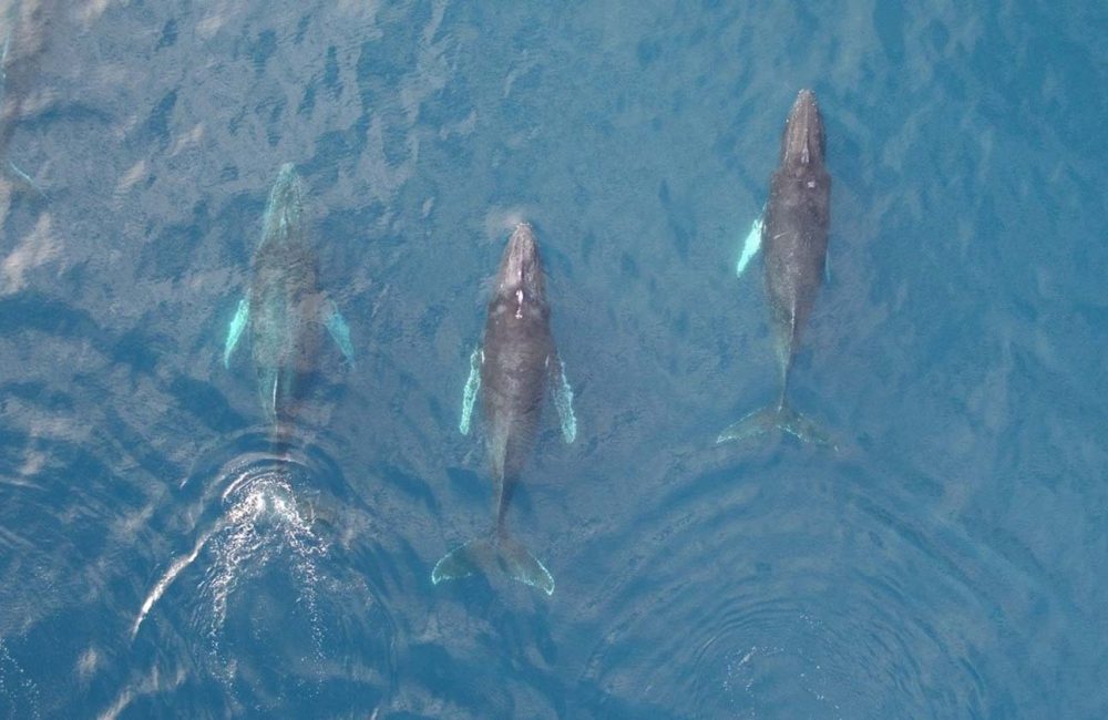 Migratory humpback whales passing the Islas Secas archipelago | Islas Secas