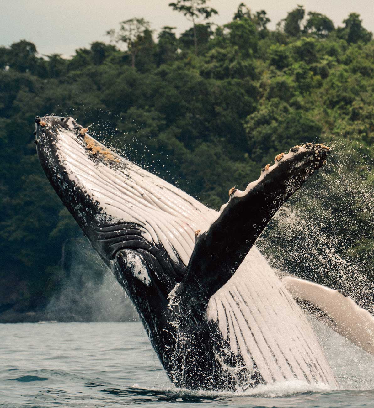 marine safari