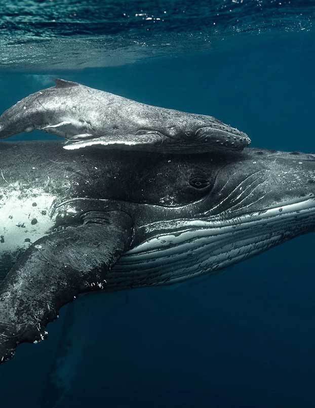 6 Ways to Have Your Mind Blown by Whales