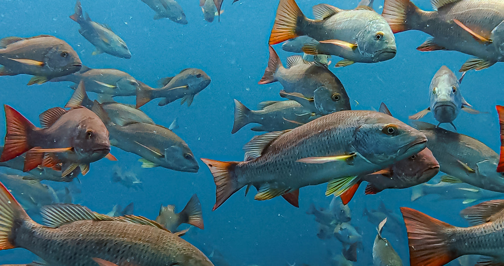 Buceo en el Pacífico vs. el Caribe en Panamá: ¿cuál es la diferencia?